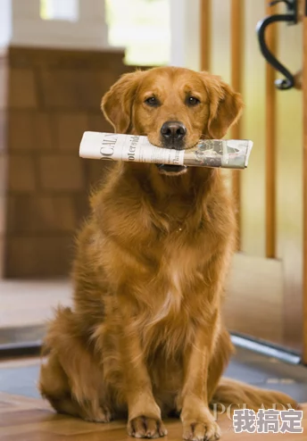 心动小镇：可露丽的金毛犬美食秘方，宠物健康饮食指南