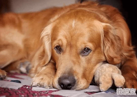 心动小镇：可露丽的金毛犬美食秘方，宠物健康饮食指南